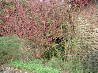 Photo /users/aendr/cheshirecat/895