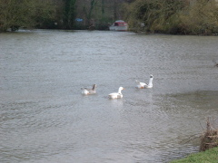 Photo /users/aendr/cheshirecat/896