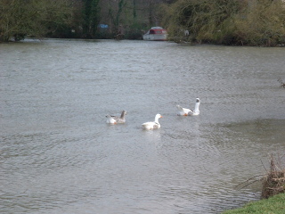 Photo /users/aendr/cheshirecat/896