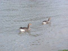 Photo /users/aendr/cheshirecat/897