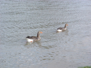 Photo /users/aendr/cheshirecat/897