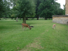 Photo /users/aendr/cheshirecat/951