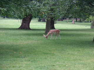 Photo /users/aendr/cheshirecat/952