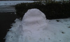 Photo /users/aendr/murinae/116