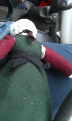 Photo /users/aendr/murinae/260