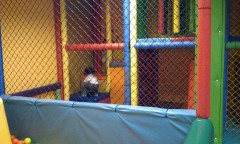 Photo /users/aendr/murinae/268