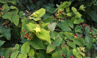 Photo /users/aendr/murinae/276