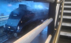 Photo /users/aendr/murinae/373