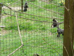 Photo /users/aendr/whiterabbit/100