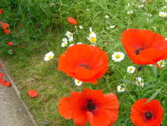 Photo /users/aendr/whiterabbit/1000