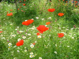 Photo /users/aendr/whiterabbit/1001