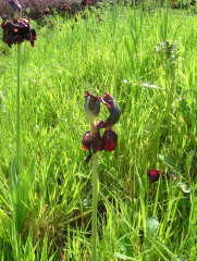 Photo /users/aendr/whiterabbit/1011