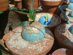 Photo /users/aendr/whiterabbit/1016