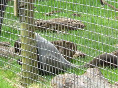 Photo /users/aendr/whiterabbit/102