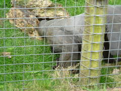 Photo /users/aendr/whiterabbit/103