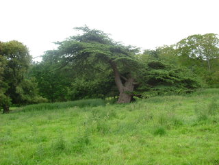 Photo /users/aendr/whiterabbit/1045