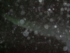 Photo /users/aendr/whiterabbit/1105