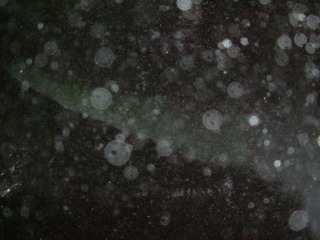 Photo /users/aendr/whiterabbit/1105