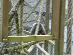 Photo /users/aendr/whiterabbit/111