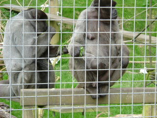 Photo /users/aendr/whiterabbit/135