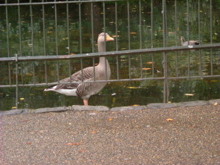 Photo /users/aendr/whiterabbit/1487