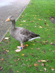 Photo /users/aendr/whiterabbit/1488