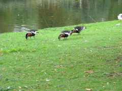 Photo /users/aendr/whiterabbit/1496