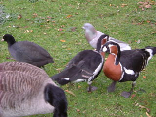 Photo /users/aendr/whiterabbit/1497