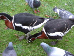 Photo /users/aendr/whiterabbit/1498