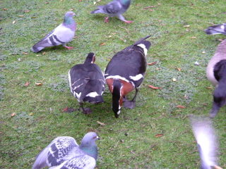 Photo /users/aendr/whiterabbit/1499