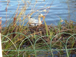 Photo /users/aendr/whiterabbit/1528