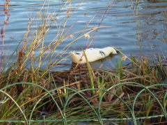 Photo /users/aendr/whiterabbit/1529