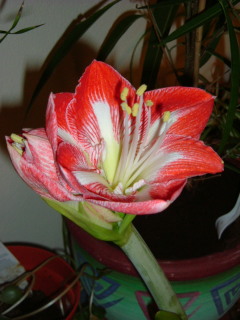 Photo /users/aendr/whiterabbit/1557