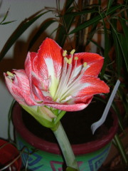 Photo /users/aendr/whiterabbit/1558