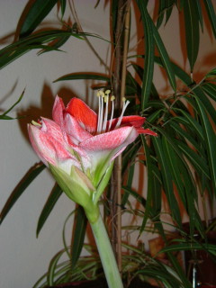 Photo /users/aendr/whiterabbit/1560