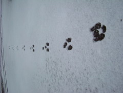 Photo /users/aendr/whiterabbit/1716