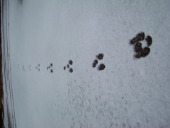 Photo /users/aendr/whiterabbit/1717