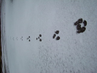 Photo /users/aendr/whiterabbit/1717