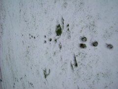 Photo /users/aendr/whiterabbit/1718