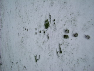 Photo /users/aendr/whiterabbit/1718