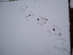 Photo /users/aendr/whiterabbit/1719