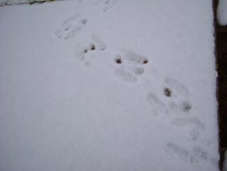 Photo /users/aendr/whiterabbit/1719