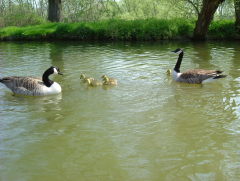 Photo /users/aendr/whiterabbit/208