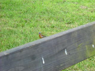 Photo /users/aendr/whiterabbit/281