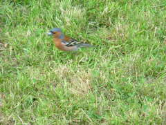 Photo /users/aendr/whiterabbit/282