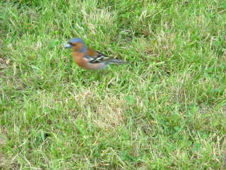 Photo /users/aendr/whiterabbit/282