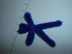 Photo /users/aendr/whiterabbit/360