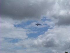 Photo /users/aendr/whiterabbit/395