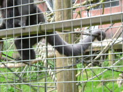 Photo /users/aendr/whiterabbit/79