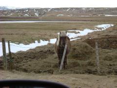 Photo /users/aendr/whiterabbit/803